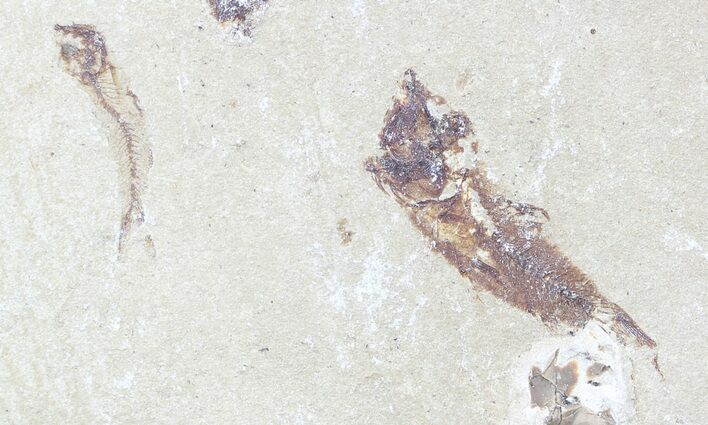 Bargain, Cretaceous Fossil Fish - Lebanon #53943